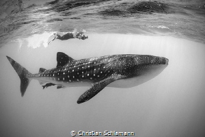Meeting a whaleshark at the Silver Banks. by Christian Schlamann 